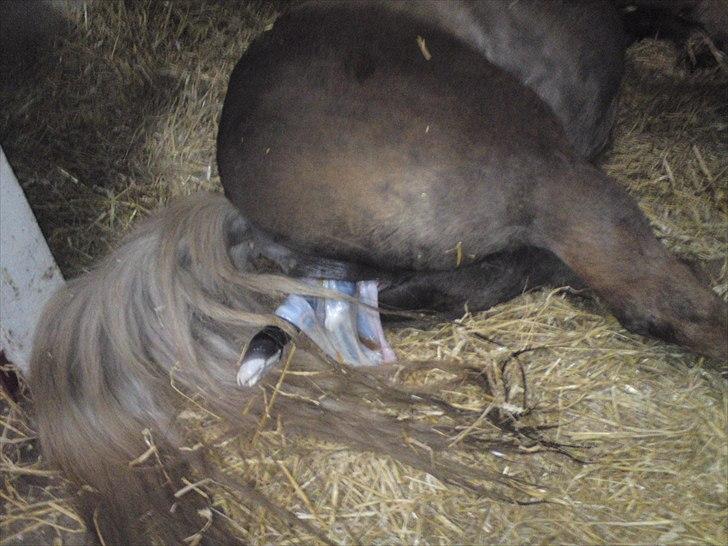 Anden særlig race  Annabell billede 2