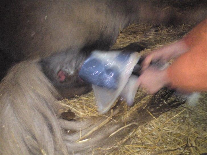 Anden særlig race  Annabell billede 3