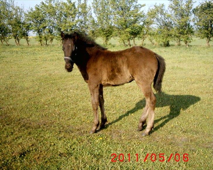 Anden særlig race  Annabell billede 4