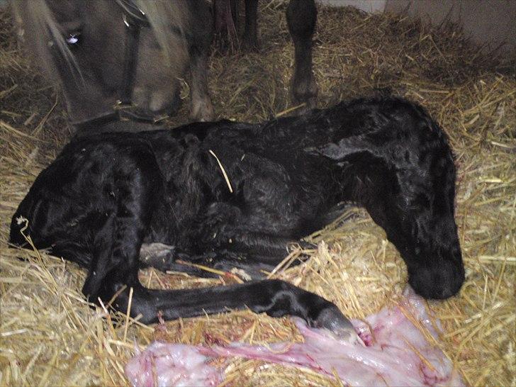 Anden særlig race  Annabell billede 5