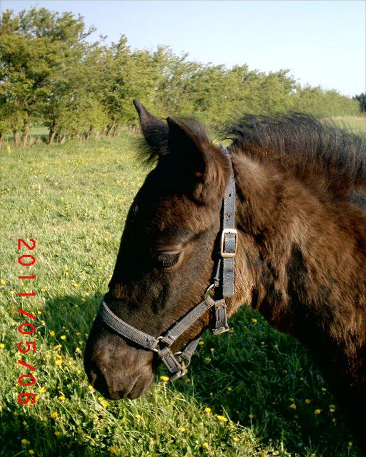 Anden særlig race  Annabell billede 6