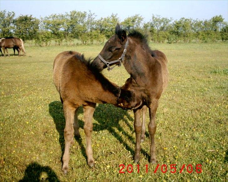 Anden særlig race  Annabell - bare hygge med en go nusse kammarat billede 7