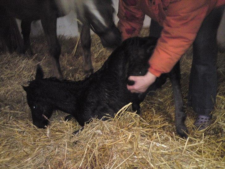 Anden særlig race  Annabell billede 8