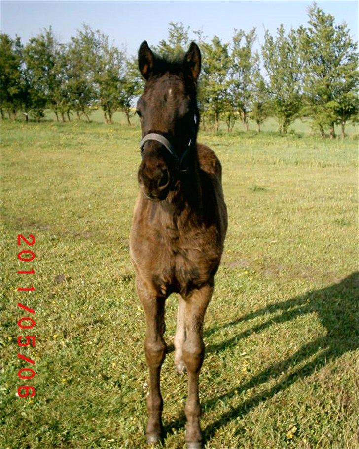 Anden særlig race  Annabell billede 9