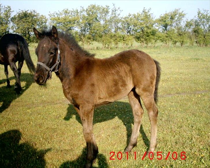 Anden særlig race  Annabell billede 10
