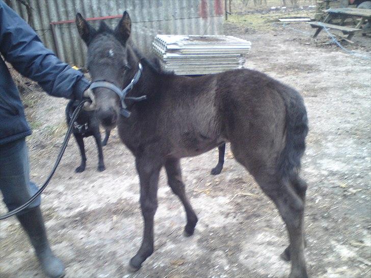 Anden særlig race  Annabell billede 11