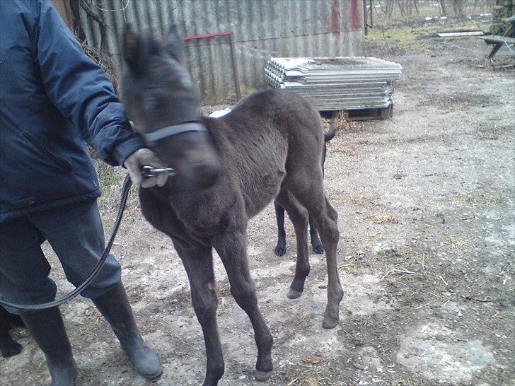 Anden særlig race  Annabell billede 12