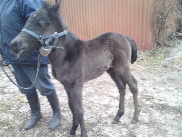 Anden særlig race  Annabell billede 13
