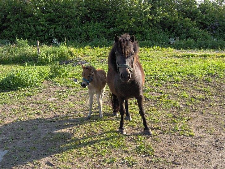 Shetlænder Bogøs Lady - Lady som føl med sin mor Dotti (2005 ca) billede 5