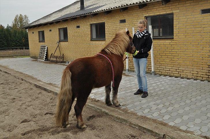 Anden særlig race Pjok - Lidt tricks den sidste dag, jeg havde ham :) 30. okt 2010 billede 8