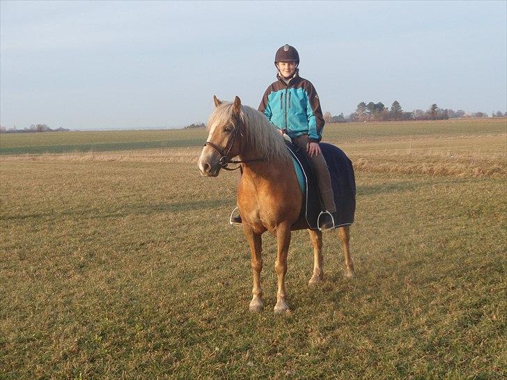 Haflinger Xander billede 10