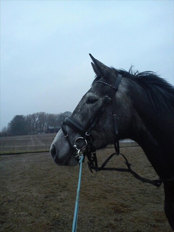 Dansk Varmblod Maldiwa Grey RDH billede 1