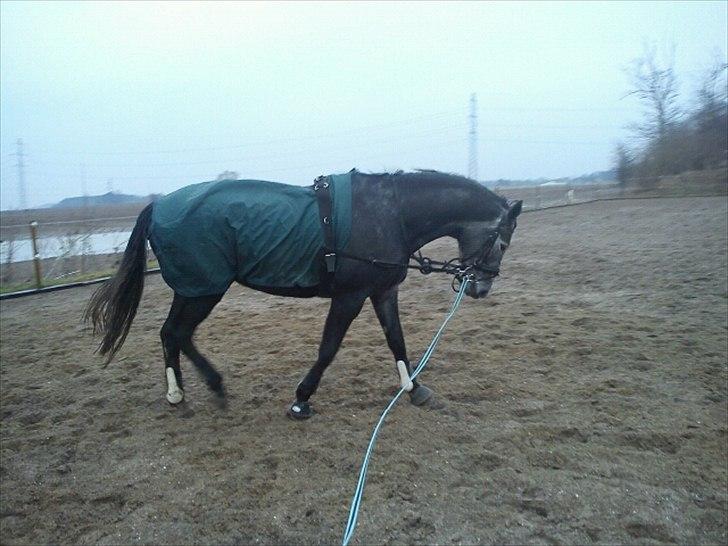 Dansk Varmblod Maldiwa Grey RDH billede 2