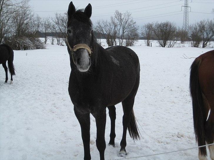 Dansk Varmblod Maldiwa Grey RDH billede 3