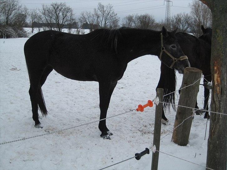 Dansk Varmblod Maldiwa Grey RDH billede 4