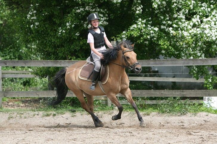 Anden særlig race Smukke Pocahontas!<3 - Galop :D (foto ©AM ) billede 13