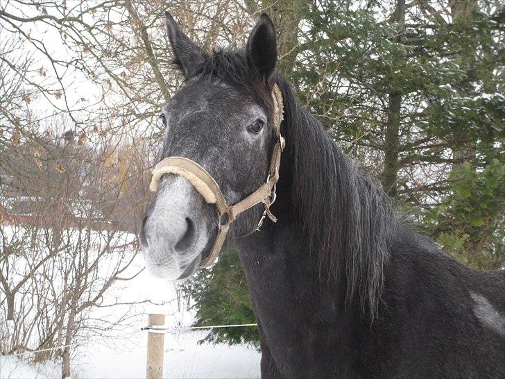 Dansk Varmblod Maldiwa Grey RDH billede 5