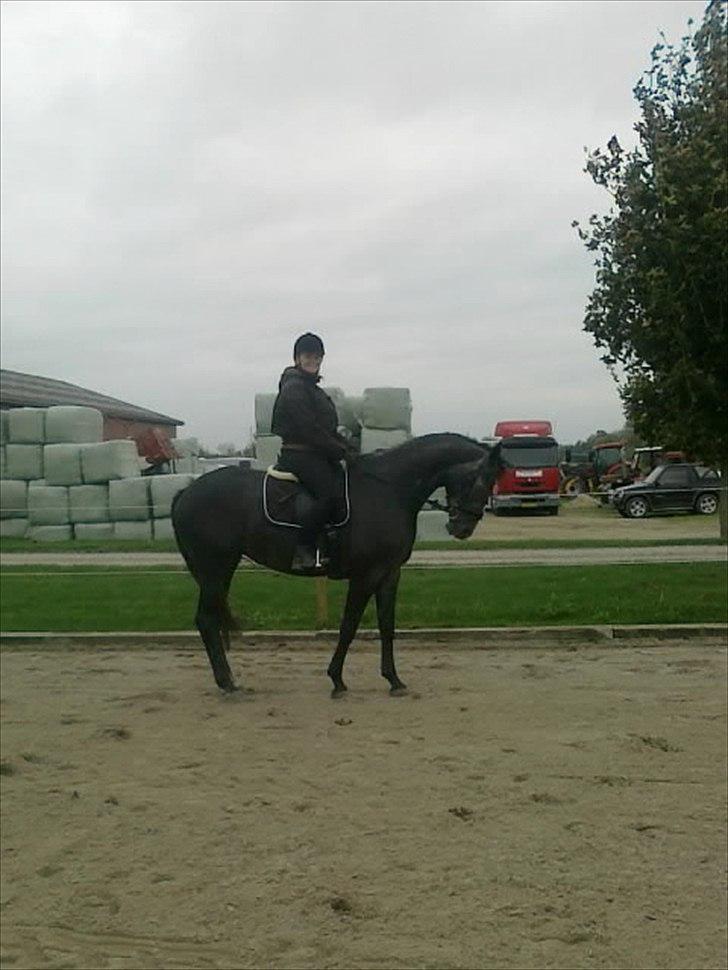 Dansk Varmblod Maldiwa Grey RDH billede 6