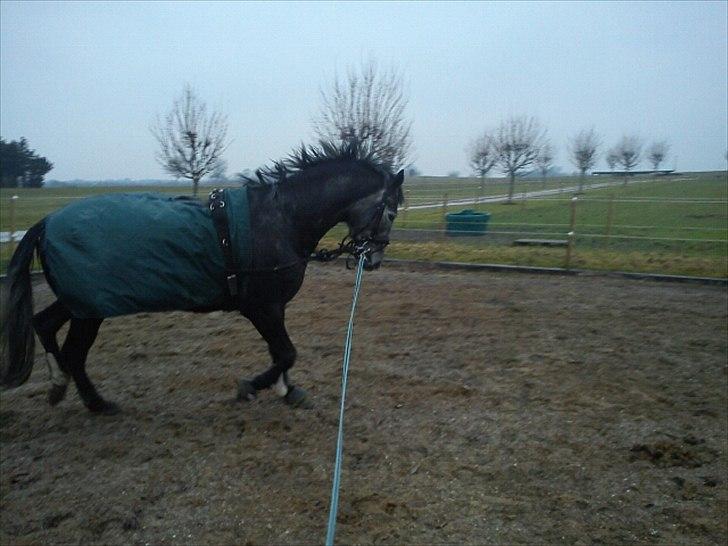 Dansk Varmblod Maldiwa Grey RDH billede 7