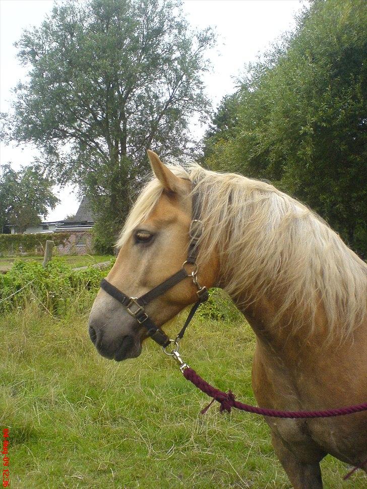 Haflinger Xander billede 11