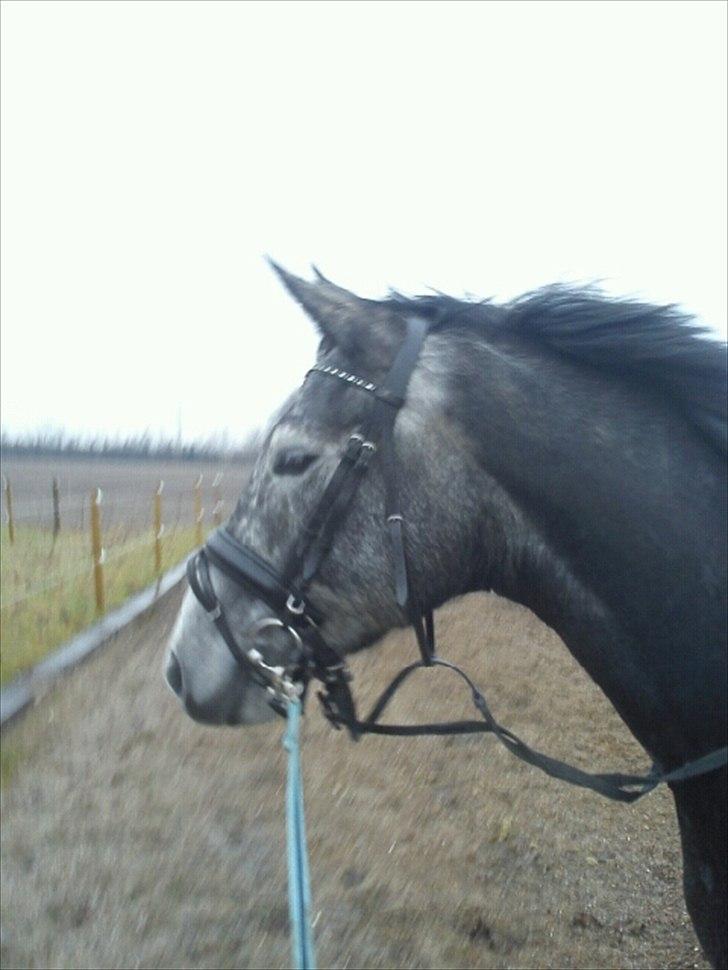 Dansk Varmblod Maldiwa Grey RDH billede 8