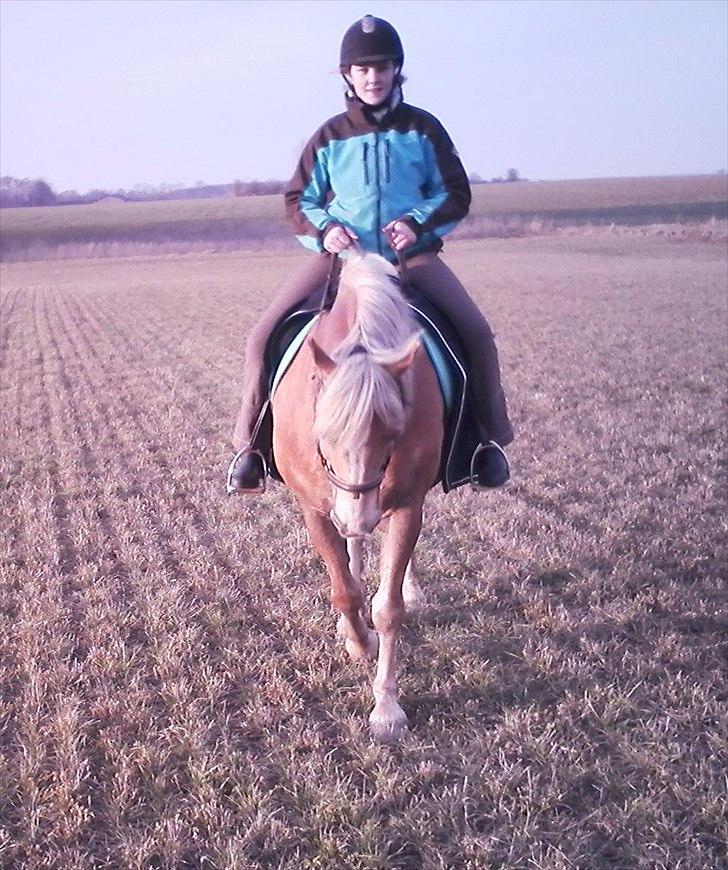 Haflinger Xander billede 12