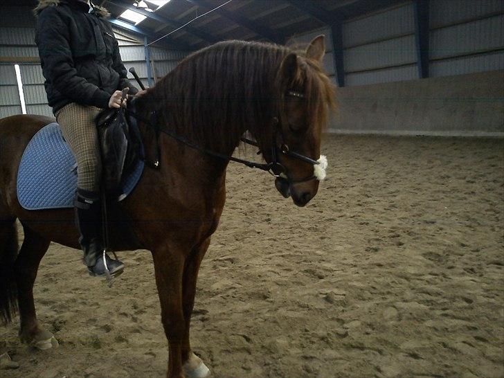 Anden særlig race Zafir billede 2