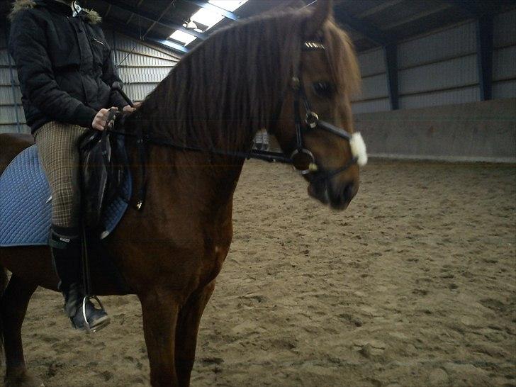 Anden særlig race Zafir billede 3