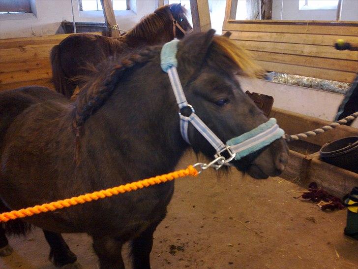 Shetlænder Lille Per billede 6