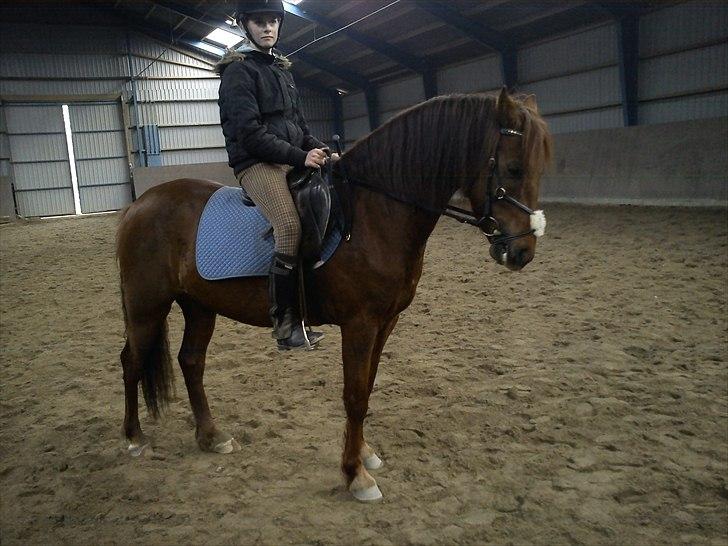 Anden særlig race Zafir billede 4