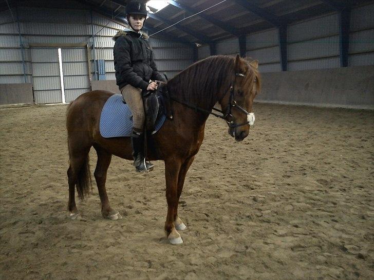 Anden særlig race Zafir billede 5