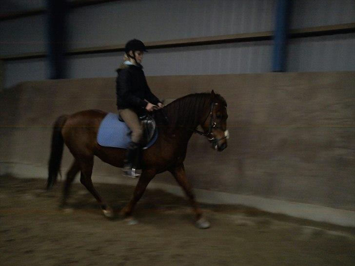 Anden særlig race Zafir billede 6