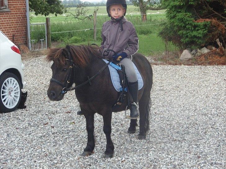 Shetlænder Lille Per billede 7