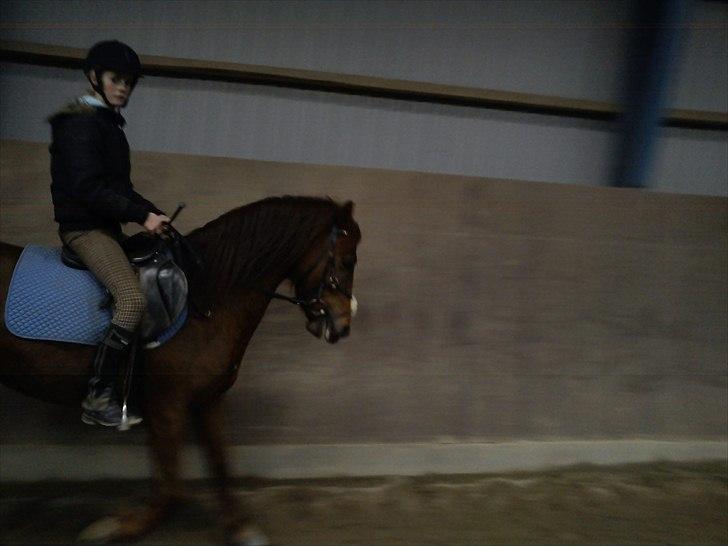 Anden særlig race Zafir billede 7