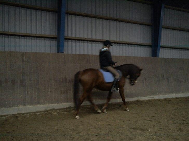 Anden særlig race Zafir billede 8