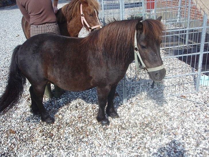 Shetlænder Lille Per billede 8