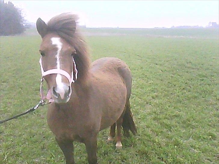 Shetlænder Madonna billede 11