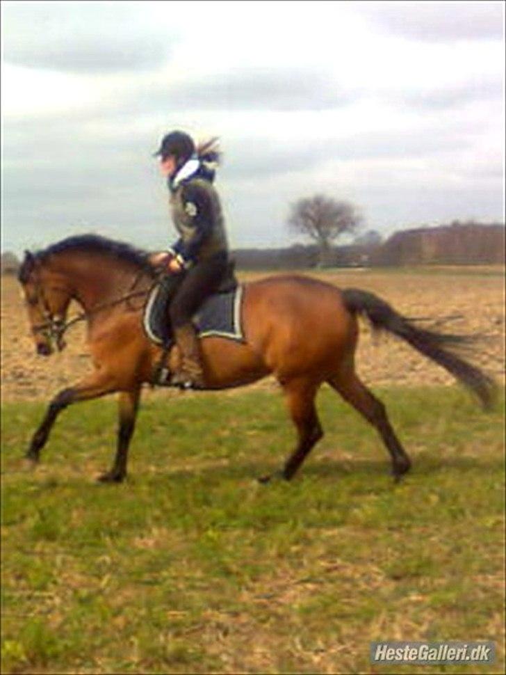 Anden særlig race Naja billede 11