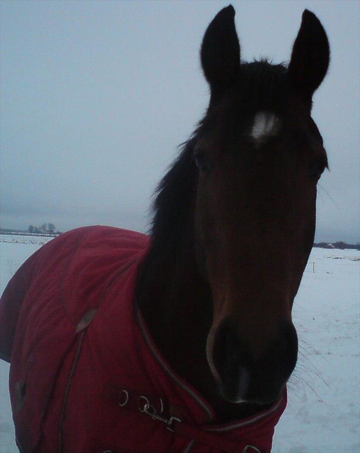 Anden særlig race Naja billede 12