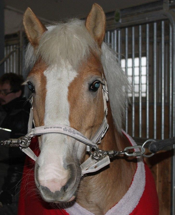 Anden særlig race Amanda solgt billede 13