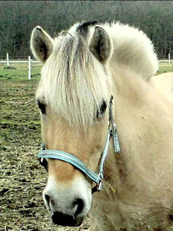 Fjordhest Luna *gl. part* <3 - velkommen ;) billede 1
