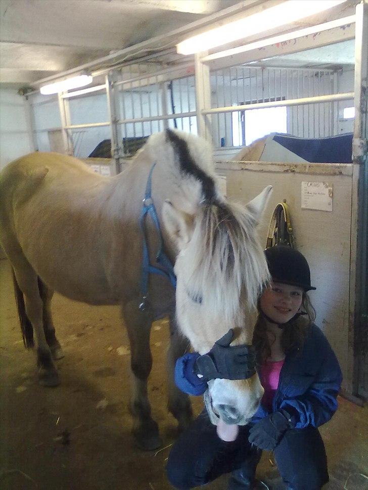 Fjordhest Luna *gl. part* <3 - lille pony, blir sadlet af. billede 2