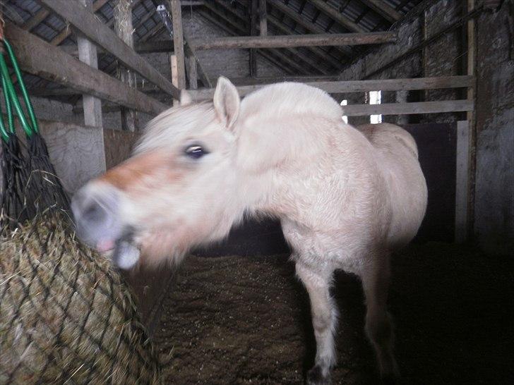 Fjordhest Luna *gl. part* <3 - som vi kender Luna bedst !! <3  :) billede 3