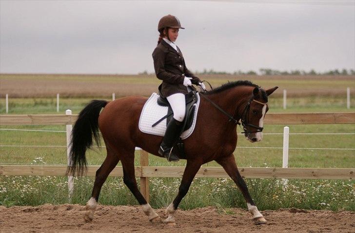 DSP Bæklunds Laredo (søsters) - helt tilbage i sommeren 2010 foto: Malene Markmann billede 11