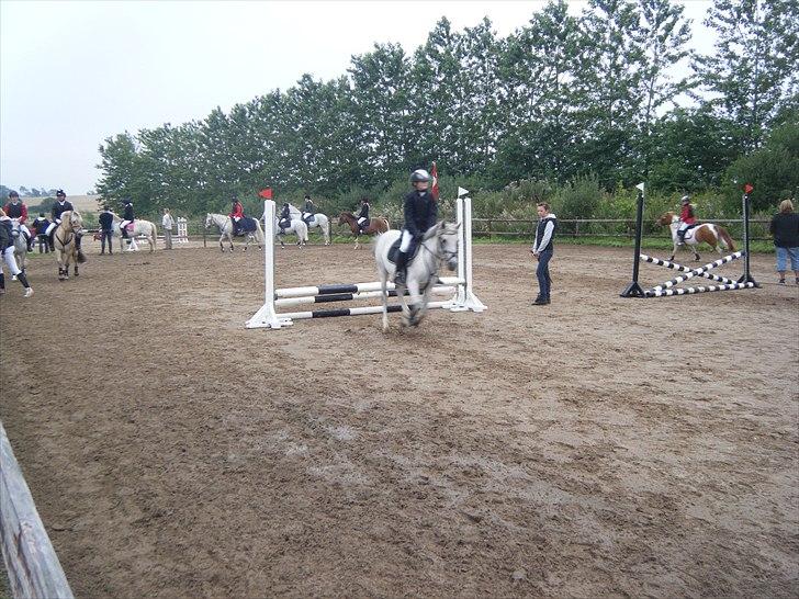 Hollandsk Sportspony *Jarka* (Jackie) Solgt:-( - Opvarmningen til U-Lc i Kjellerup:D<3  billede 13