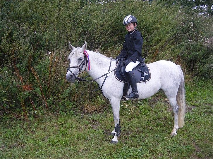 Hollandsk Sportspony *Jarka* (Jackie) Solgt:-( - Efter klassen i Kjellerup:-*** billede 14