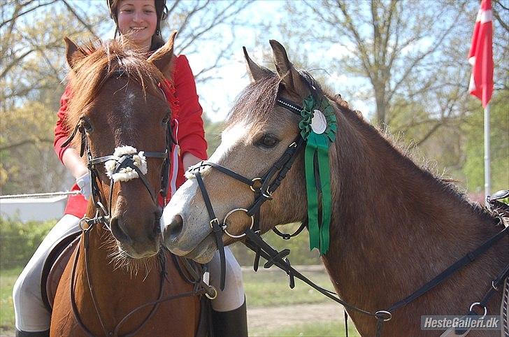 Welsh Partbred (Sec F) Tivall billede 6