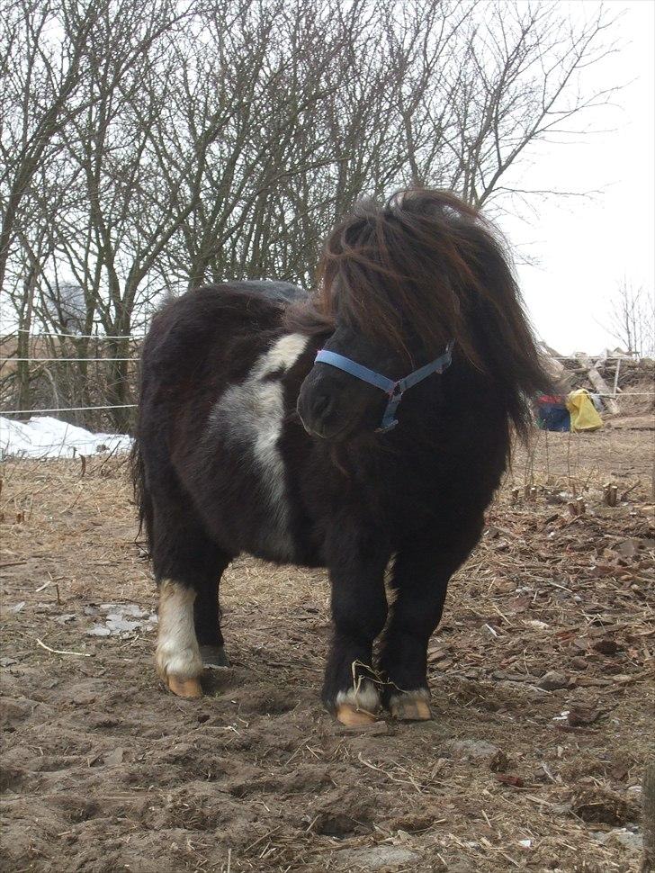 Shetlænder Stjernens Mini-Ness - Smukke smukke ponydyr <3 billede 8