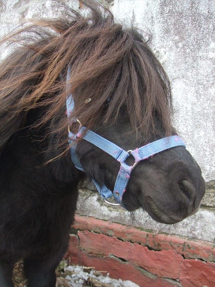 Shetlænder Stjernens Mini-Ness billede 9