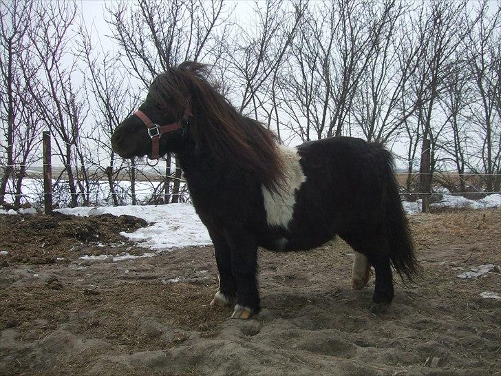 Shetlænder Stjernens Mini-Ness billede 10